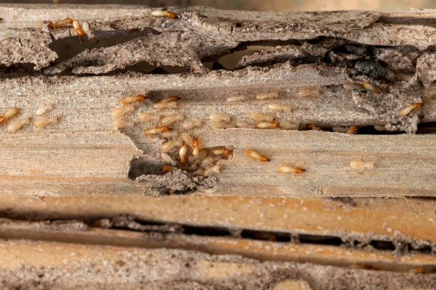 Best Exterminator Services  in Altamont, IL
