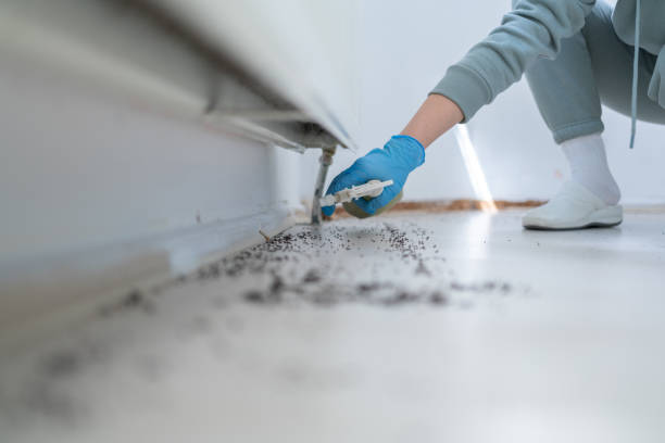 Trusted Altamont, IL Pest Control Experts